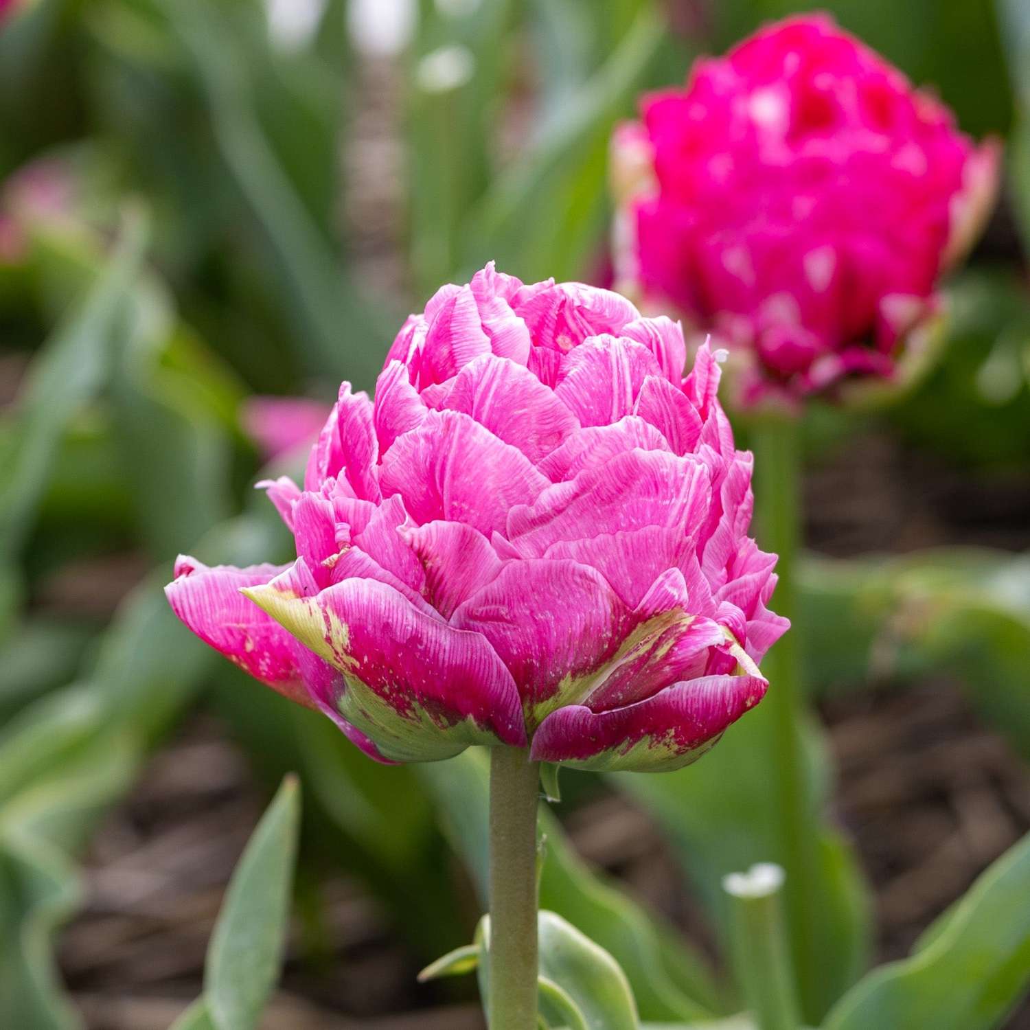 Tulppaani 'Strawberry Cream'